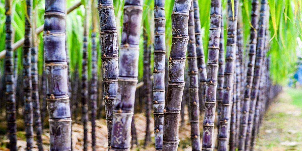 内江为什么叫甜城