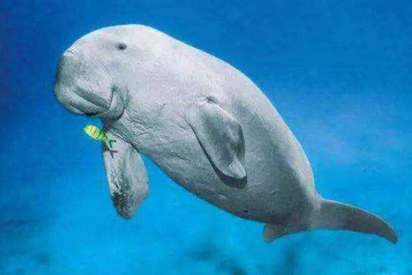 泰国儒艮宝宝离世