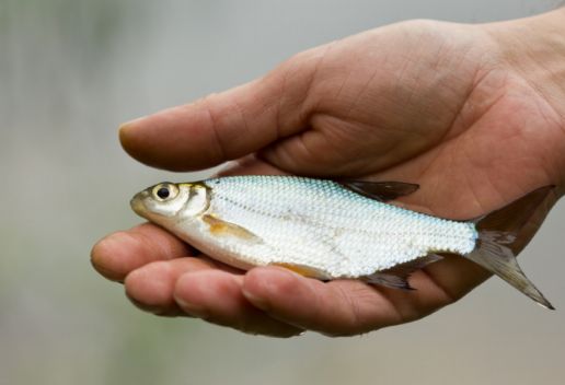 安徽六安市特色小吃