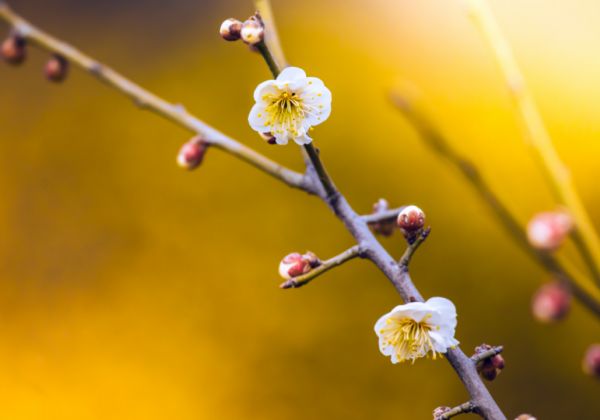 安徽淮南大通区生物资源有哪些