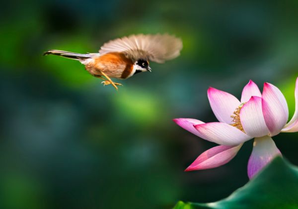 安徽淮南大通区生物资源有哪些