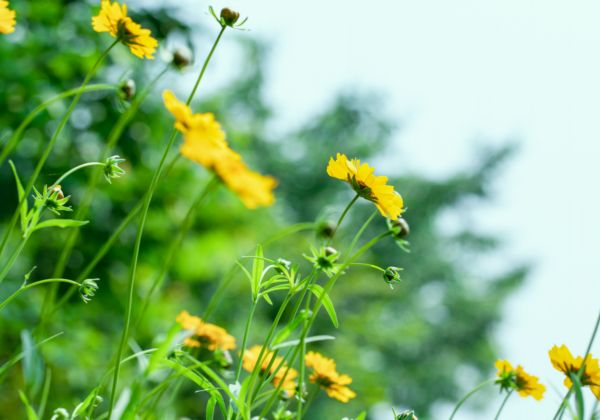 安徽淮南大通区生物资源有哪些