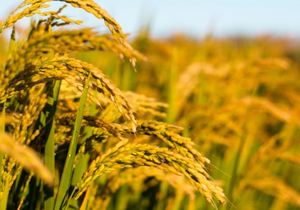 安徽芜湖弋江区地理资源