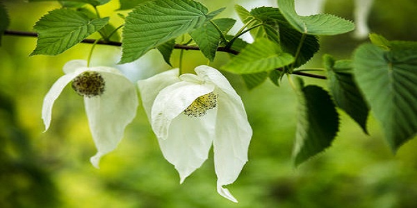 被誉为“鸽子花的故乡”的瓦屋山在哪里