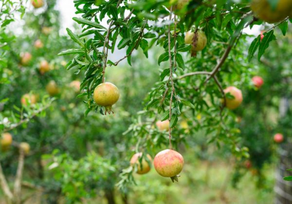 安徽淮南田家庵自然资源