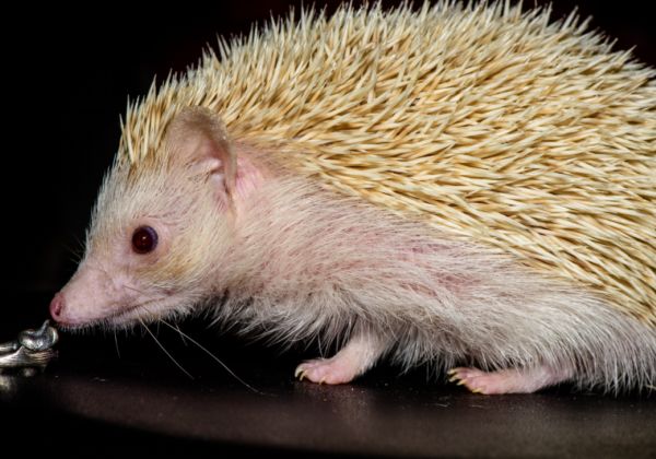 安徽淮南田家庵自然资源