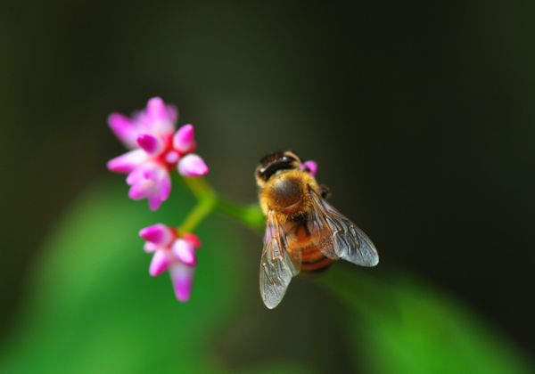 安徽淮南田家庵自然资源