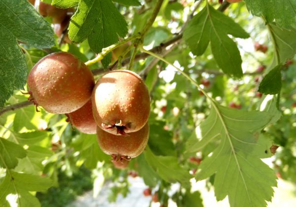 安徽淮南大通区地理环境