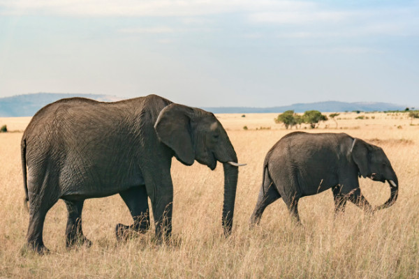 泰国国宝是什么