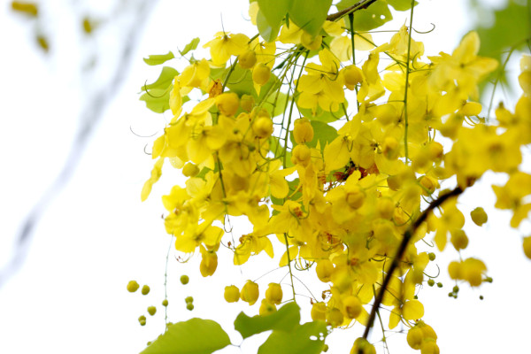 泰国国花是什么