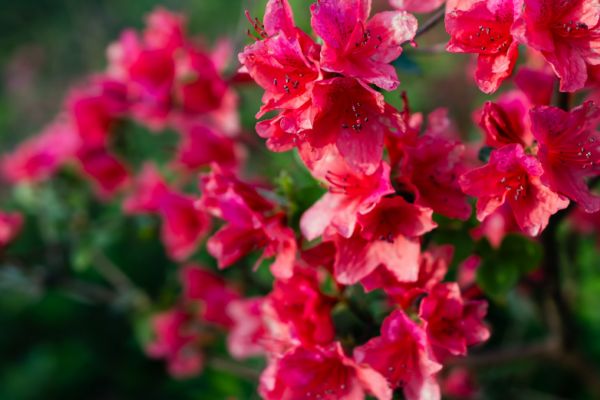 黄山的历史文化象征是什么