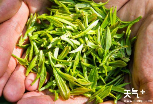 华山银毫:产自六安南部大别山与东石笋一带,独一芽蕊,细秀