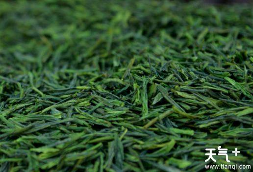 安徽六安市茶类特产有哪些