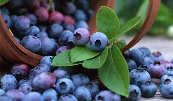 日照有哪些国家地理标志产品