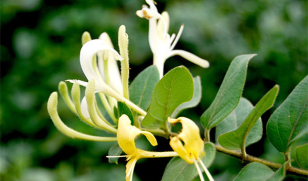 日照有哪些国家地理标志产品