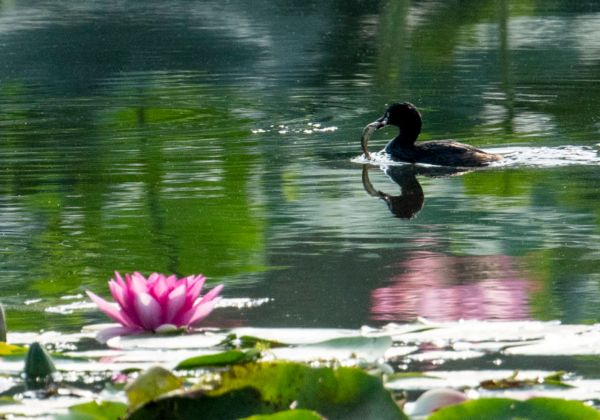 安徽芜湖镜湖区的地理环境