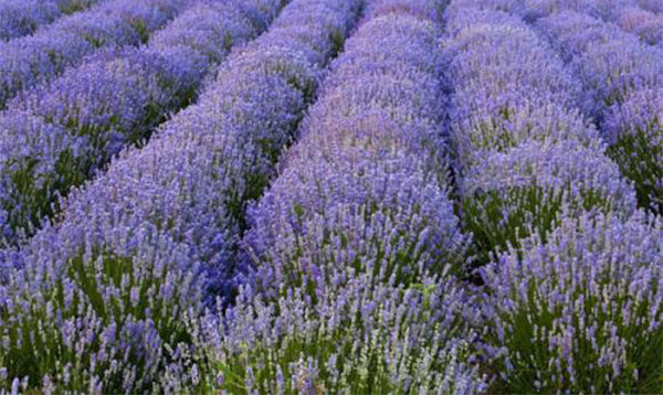 普罗旺斯薰衣草几月开