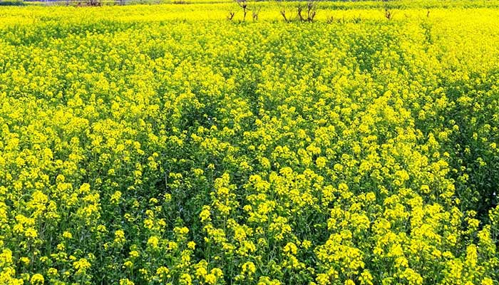 重庆油菜花几月份开花