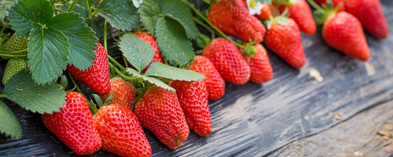 重庆摘草莓的季节是几月份