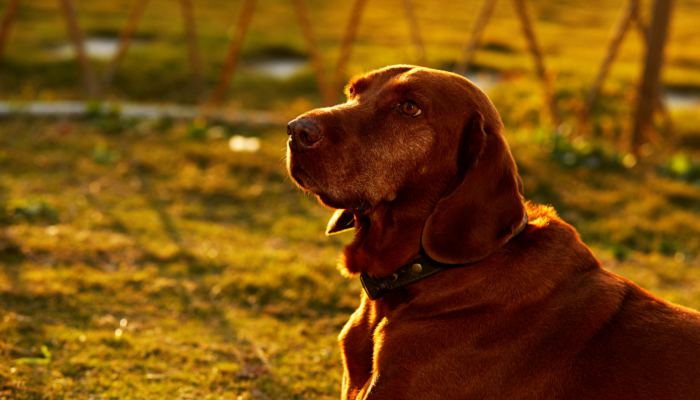 汶川地震的67只搜救犬全部走了 去年10月最后一只离世