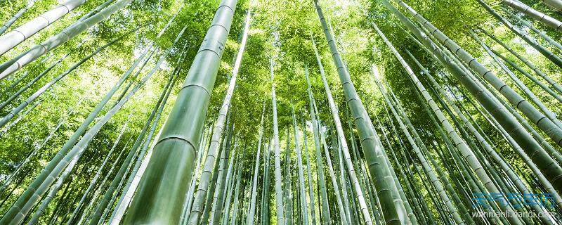 梦见竹子预示什么 梦见竹子有什么征兆