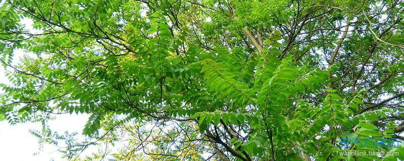 梦见椿树是什么意思 椿树预示什么