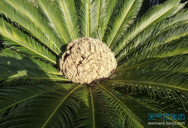 梦见铁树开花是什么意思 梦见铁树开花好不好