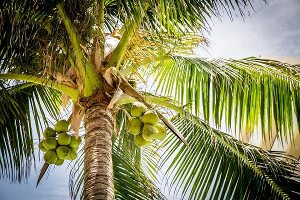 梦见椰子树是什么意思 梦见椰子树预示什么