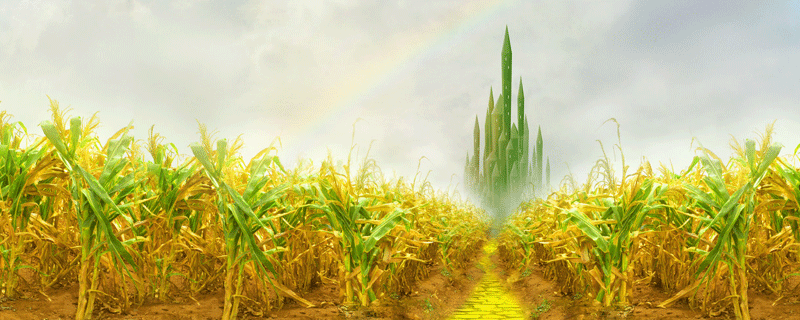 梦见大片玉米地什么意思 梦到大片玉米地有什么征兆