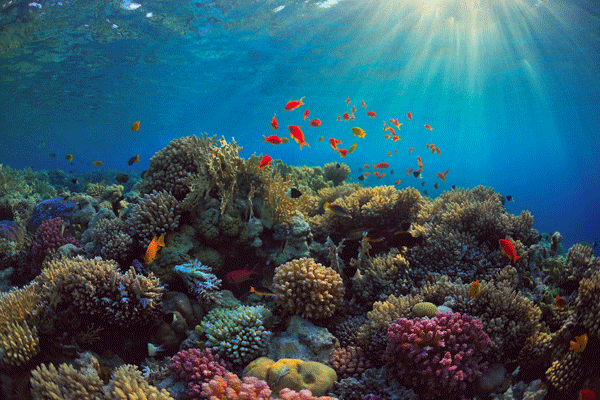 梦见珊瑚预示什么 梦到珊瑚好不好