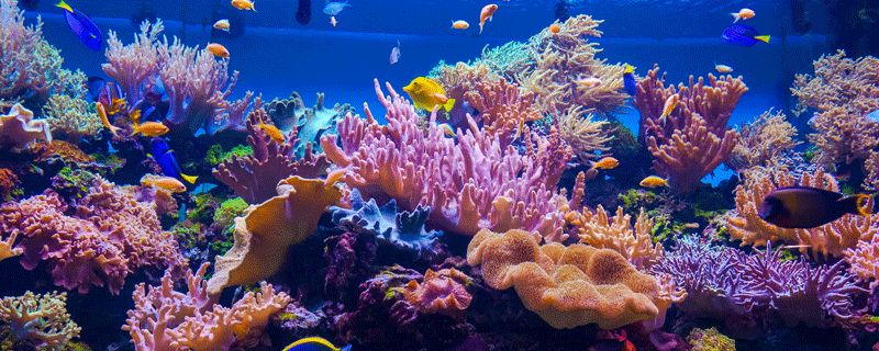 梦见珊瑚预示什么 梦到珊瑚好不好