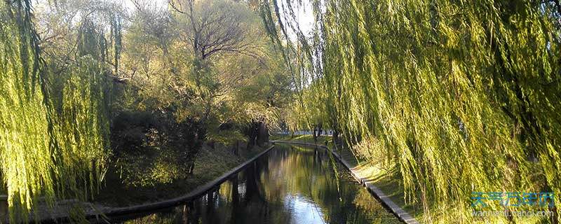 垂柳什么意思 垂柳预示什么