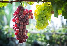 梦到酸青提好吗 梦见酸青提是什么征兆