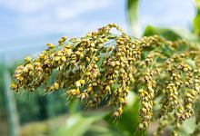 梦到高粱是什么意思 梦到高粱什么征兆