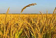 梦到种小麦代表什么？梦到小麦到底... 梦到小麦预示着什么