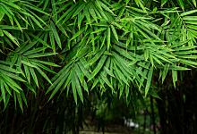 梦到富贵竹开花是什么意思 梦见富贵竹开花代表了什么