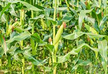 梦见金黄的玉米是什么意思 梦见金黄的玉米意味着什么