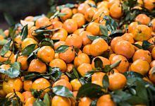 梦见摘橘子寓意着什么 梦见摘橘子是什么意思