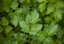 梦见芹菜有什么寓意 梦见芹菜代表什么预兆