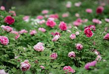 梦到天竺牡丹花是不是会有好事发... 梦到天竺牡丹花什么意思