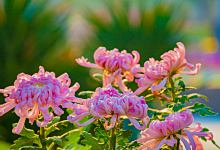 梦见观赏菊花好不好？菊花在梦里预示... 梦见观赏菊花代表了什么