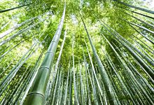 梦见竹子事业将会更上一层楼 做梦梦见竹子预示着什么