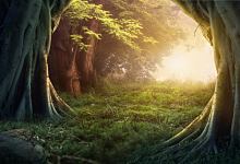 梦到挺拔的棕榈树好吗 梦见挺拔的棕榈树是什么意思