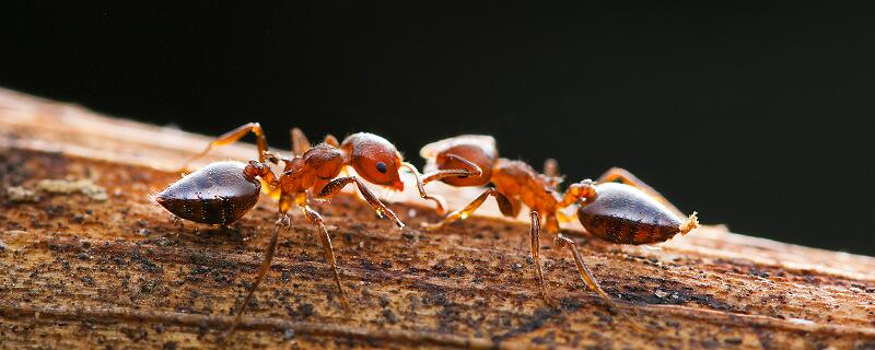 梦见蚂蚁搬家什么意思 梦见蚂蚁搬家有什么征兆