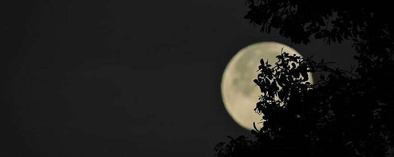 梦见月亮挂在树梢什么意思 梦见月亮挂在树梢预示什么