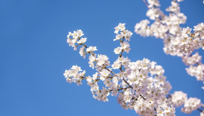 春分图片最新高清 24节气之春分唯美图集