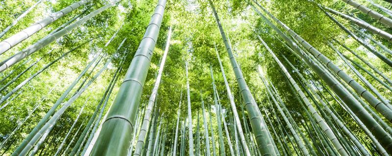 中國(guó)古代就有身份證那最早的身份證什么材質(zhì) 古代最早身份證是啥材