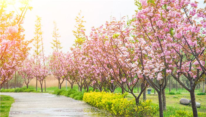 2023樱花节是什么时候 樱花的特点介绍