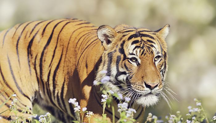 老虎頭上都有一個王字嗎  老虎頭上為什么有王字