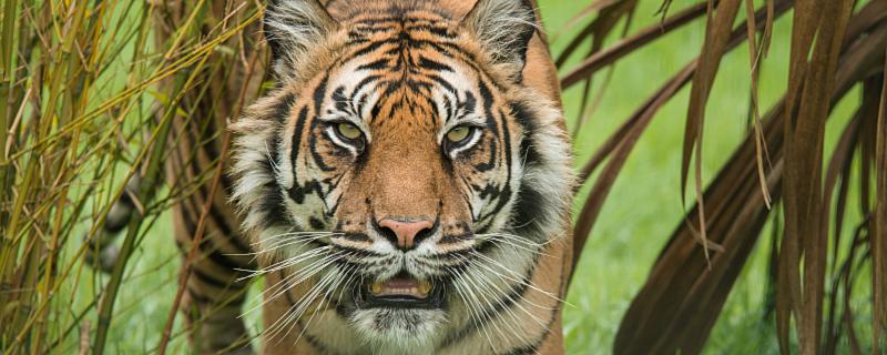 老虎頭上都有一個王字嗎  老虎頭上為什么有王字